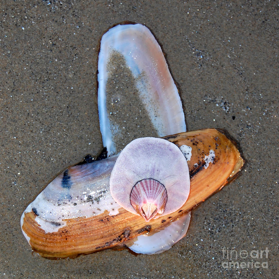 Attached Marine Life Photograph by Debra Thompson