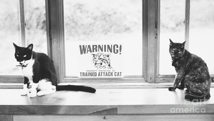 Attack Cats Photograph by Joan Baron