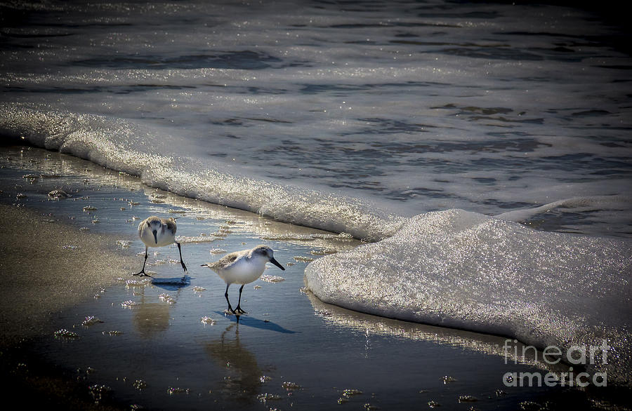 Tampa Photograph - Attack of The Sea Foam by Marvin Spates