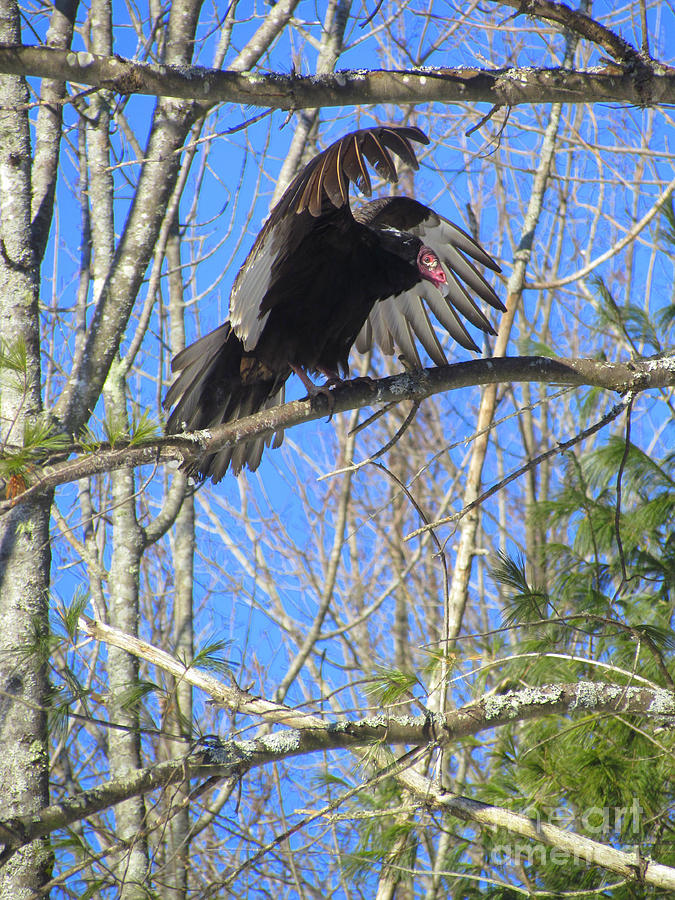 Attack of the Turkey Vulture Photograph by Elizabeth Dow Fine Art America