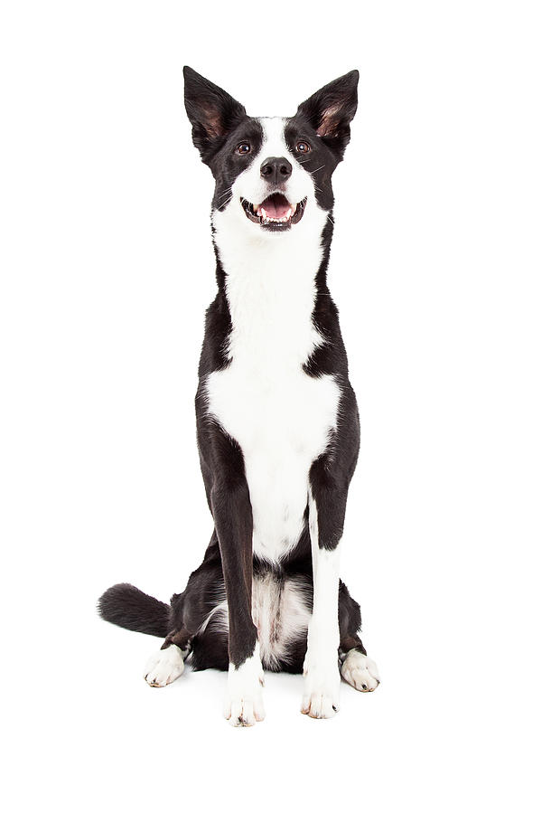 Animal Photograph - Attentive Border Collie Mix Breed Dog Sitting by Good Focused