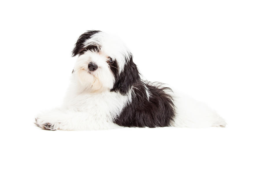 Animal Photograph - Attentive Havanese Dog Laying by Good Focused