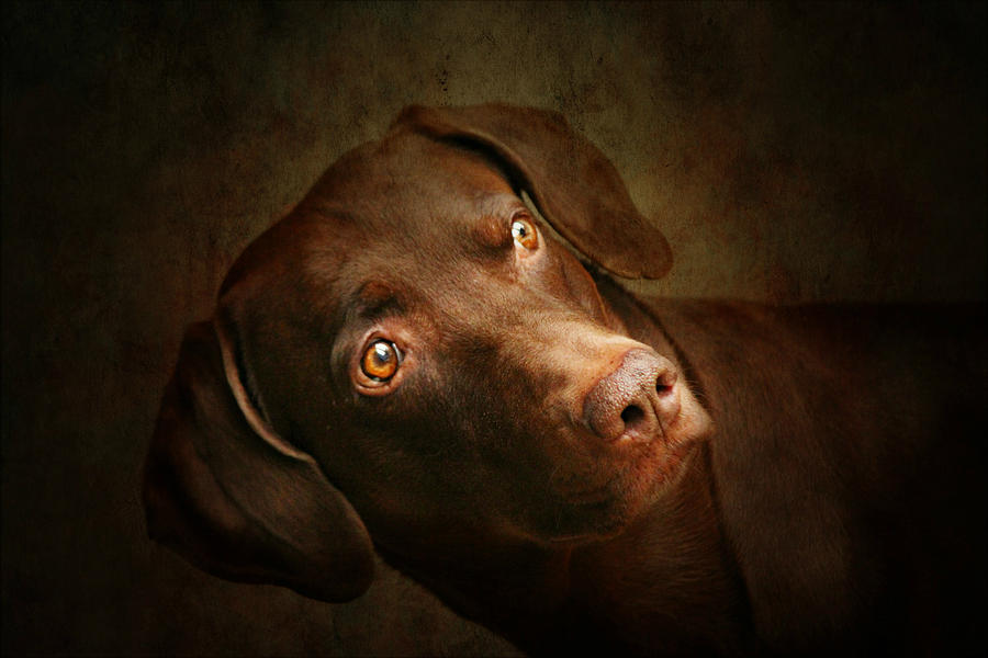 Dog Photograph - Attila the king of dog by Heike Hultsch