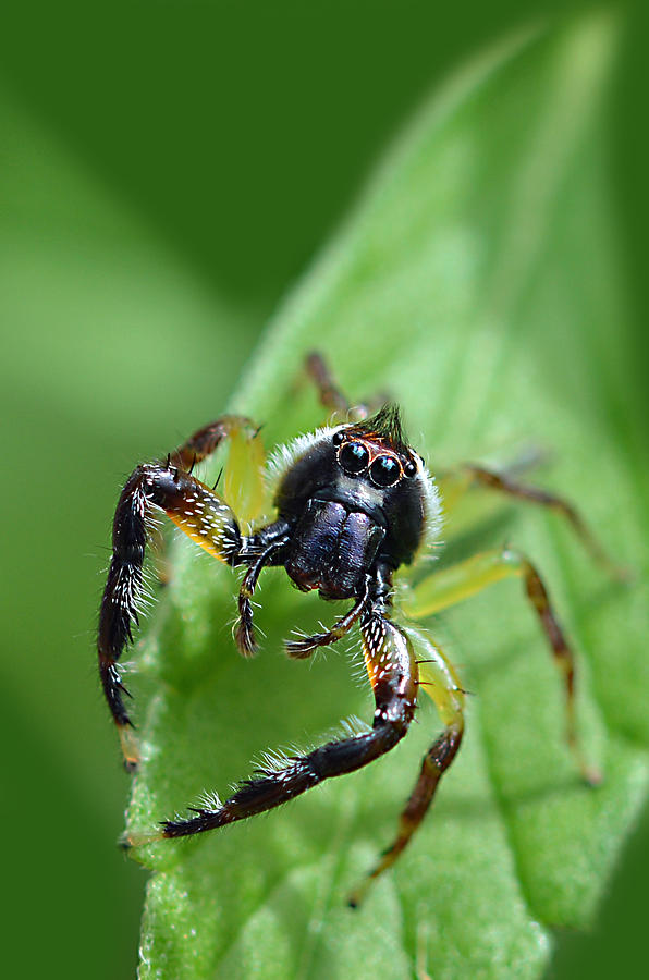Attitude Jumping Spider Photograph by David Clode