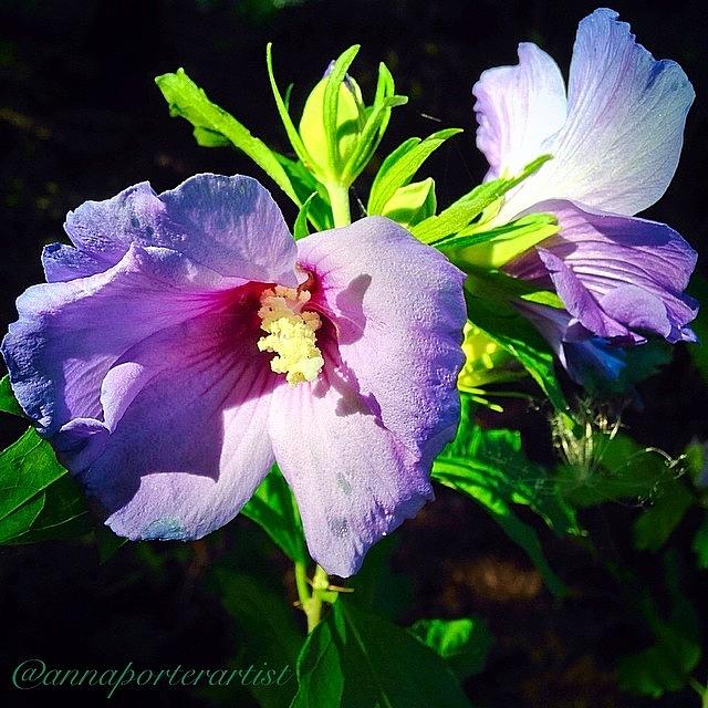 Pnw Photograph - Attraction, Two Bluebird Rose Of Sharon by Anna Porter