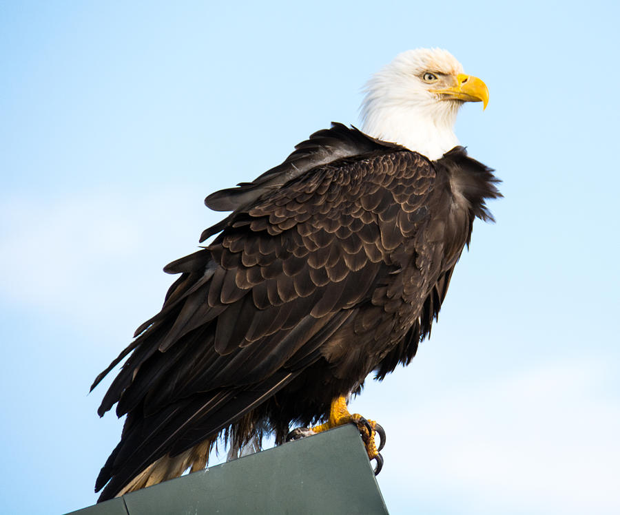 Eagle Photograph - Attractive Bald Eagle by Debra  Miller