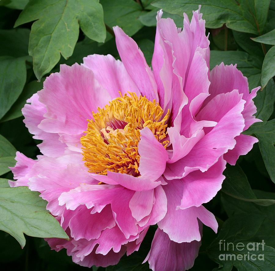 Spring Photograph - Attractive Pink Peony by Christiane Schulze Art And Photography