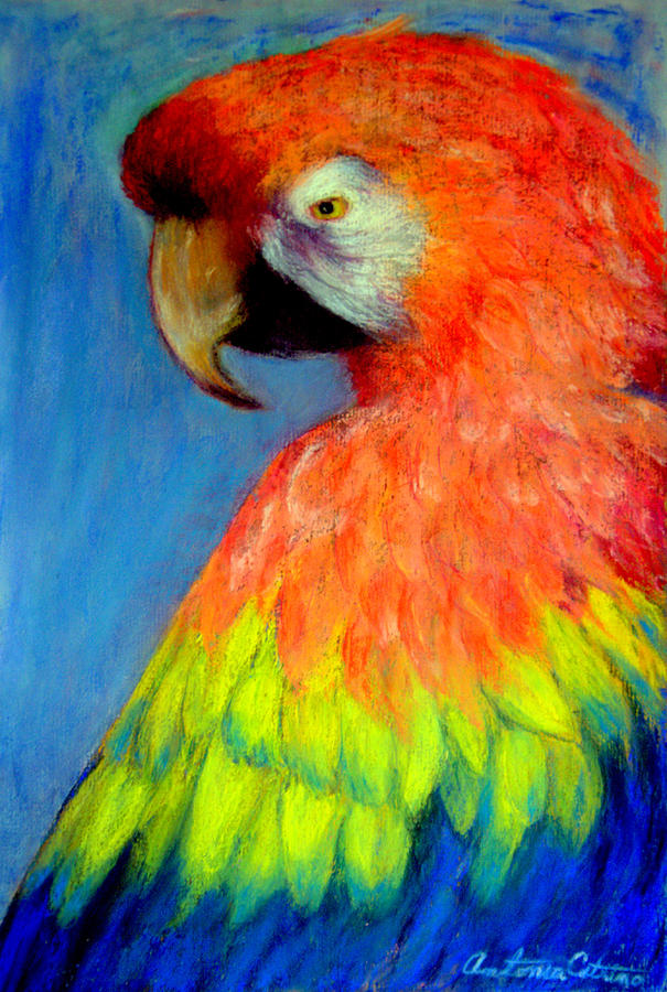 Macaw Pastel - Attitude  Pastel by Antonia Citrino