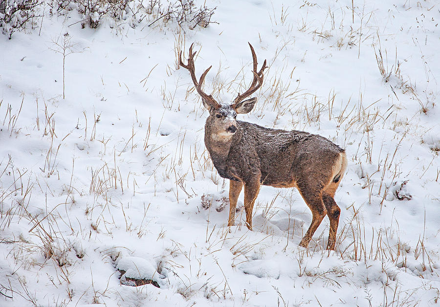 Atypical Buck Photograph by Darren White