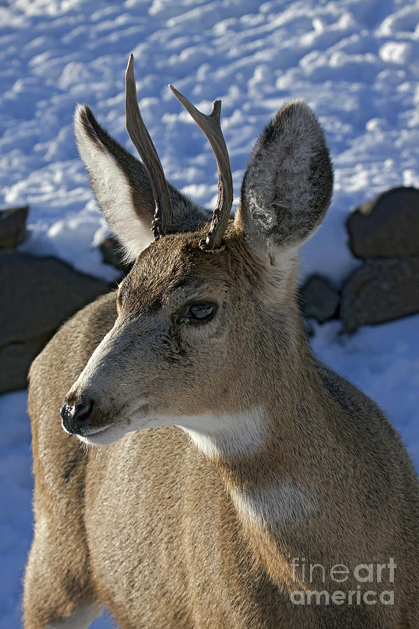 mounted spike deer