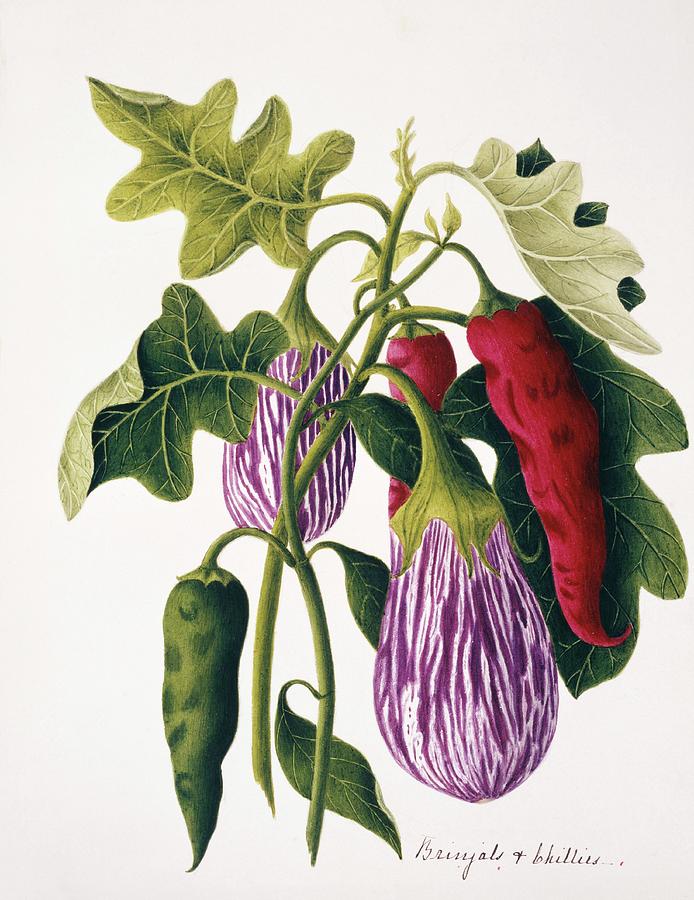Aubergine And Chilli Plants Photograph by Natural History Museum, London/science Photo Library