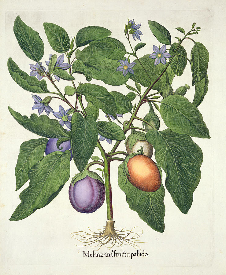 https://images.fineartamerica.com/images-medium-large-5/aubergine-melanzana-fructu-pallido-german-school.jpg