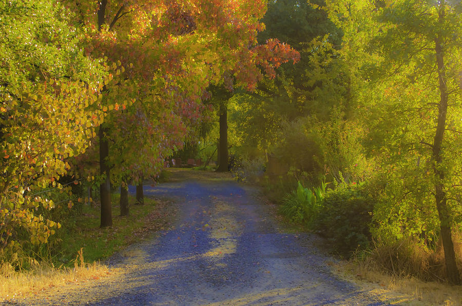 Auburn Autumn Photograph by Sherri Meyer