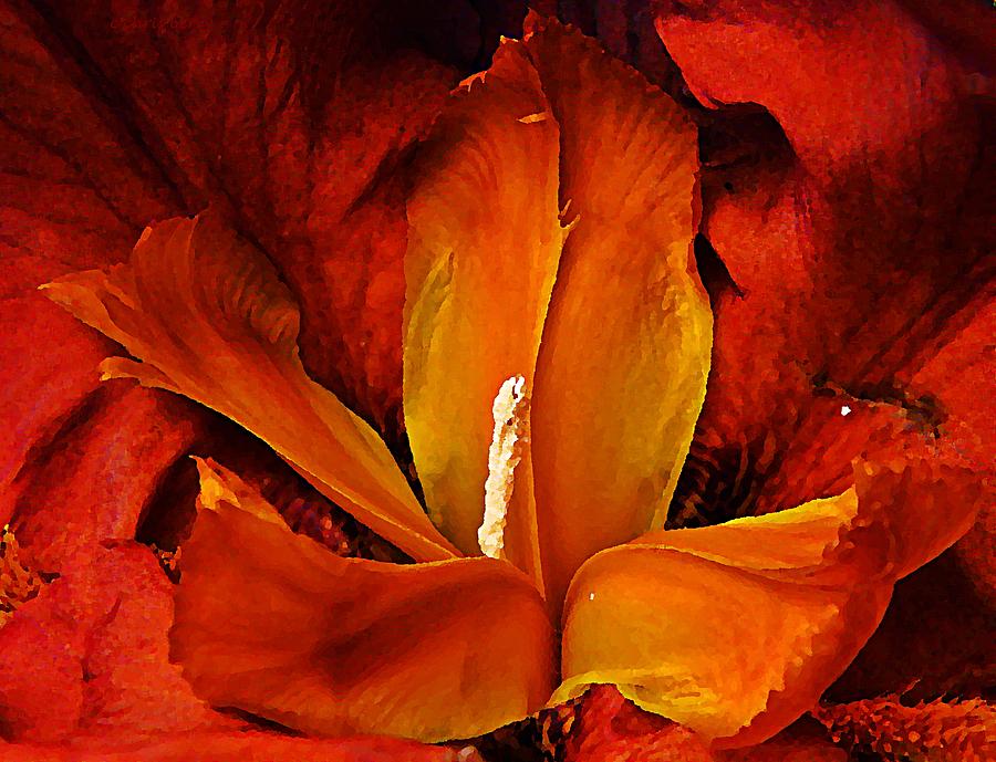 Auburn Iris  Photograph by Chris Berry