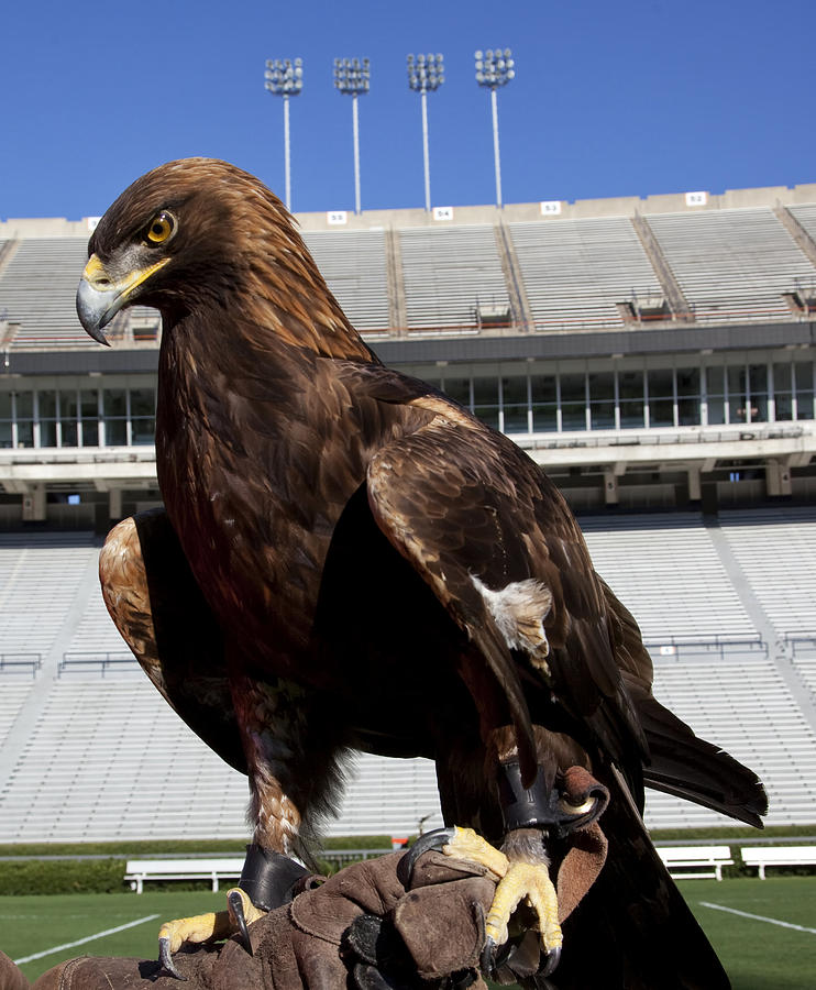 Auburn War Eagle Photograph by Mountain Dreams Fine Art America