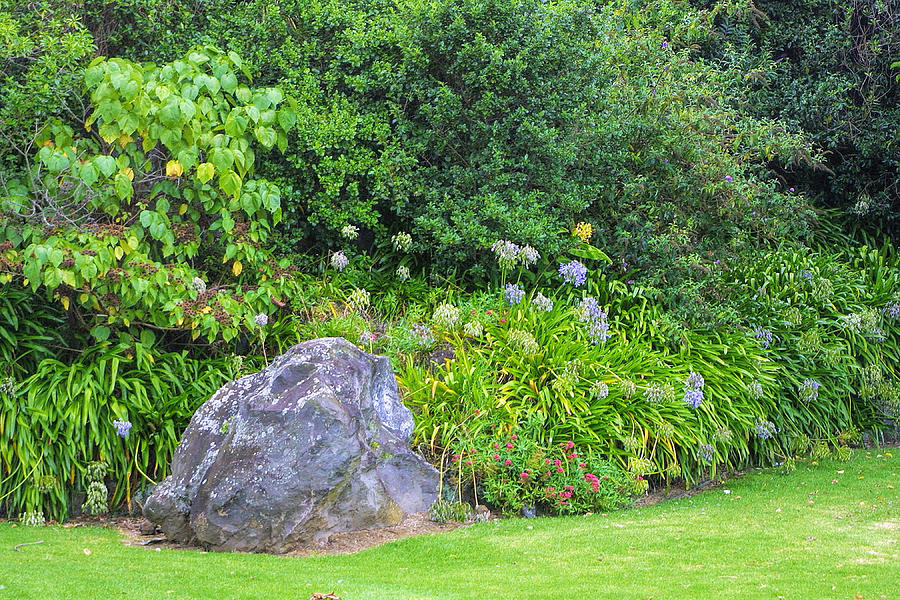 Auckland Garden  with Agapanthus Photograph by Linda Phelps