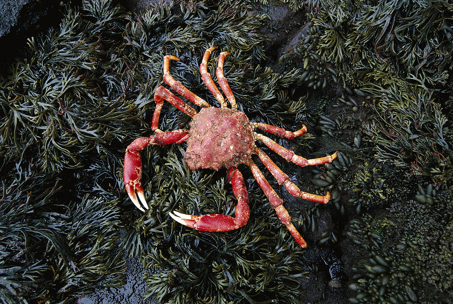 Auckland Island Spider Crab Auckland Photograph by Tui De Roy