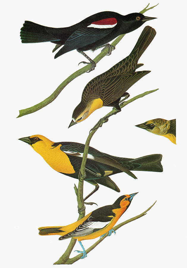 Audubon Blackbirds Painting by Granger