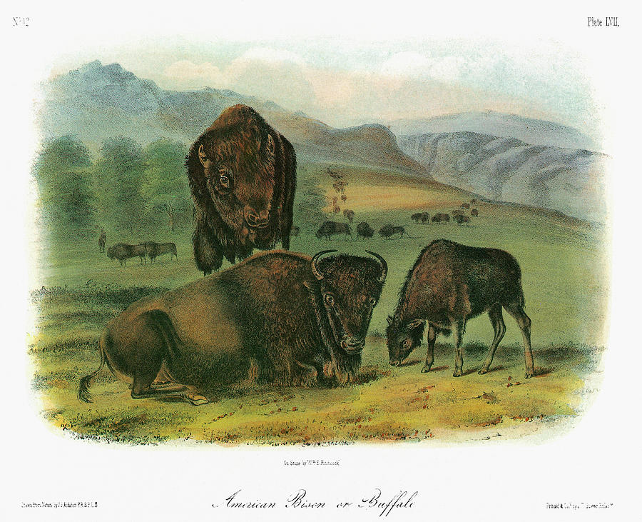 Audubon Buffalo Painting by Granger