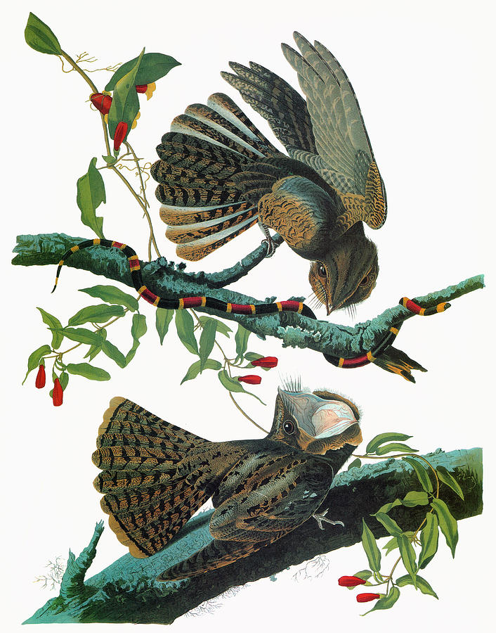 Audubon Chuck-wills Widow Painting by Granger