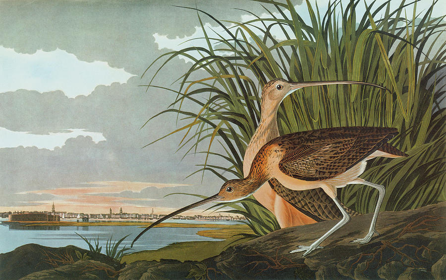 Audubon Curlew Painting by Granger