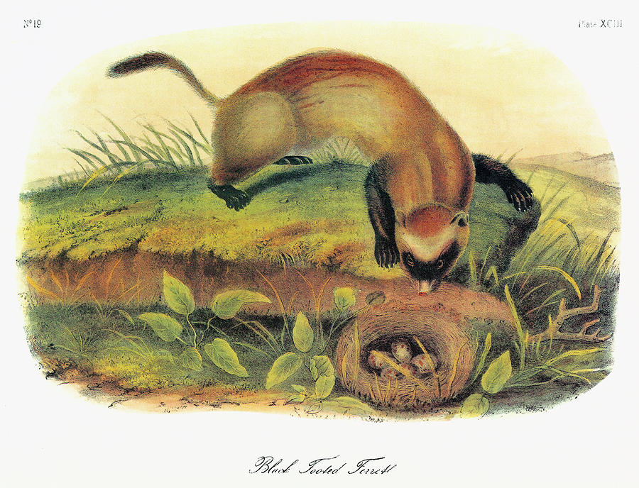 Black-footed Ferret Painting by John Audubon