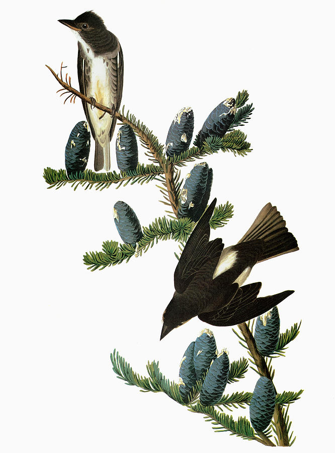 Flycatcher Painting - Audubon Flycatcher by Granger