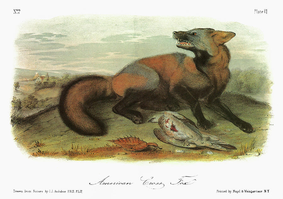 Bird Painting - Audubon Fox by Granger