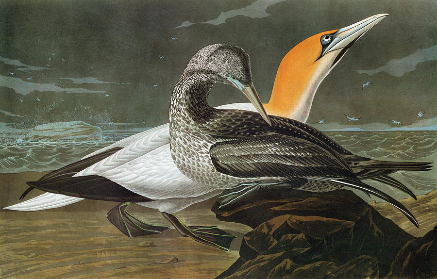 Audubon Gannet Painting by Granger