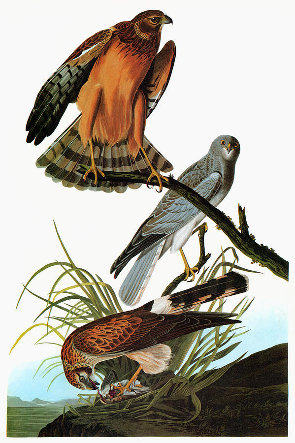 Audubon Harrier Painting by Granger