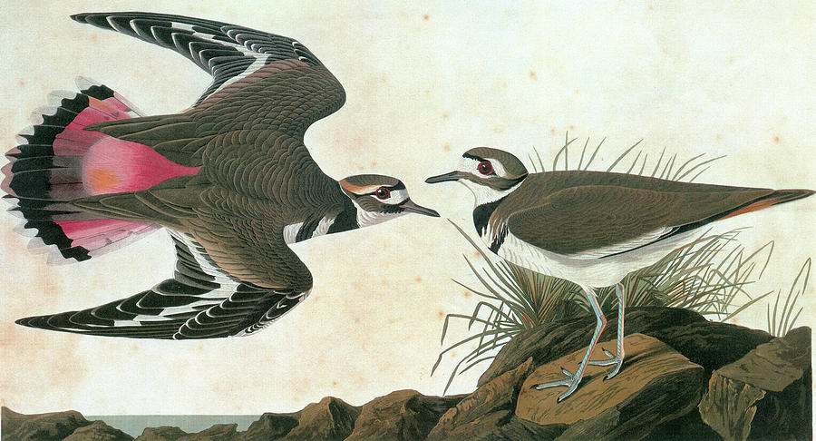 Killdeer Painting - Audubon Killdeer by Granger