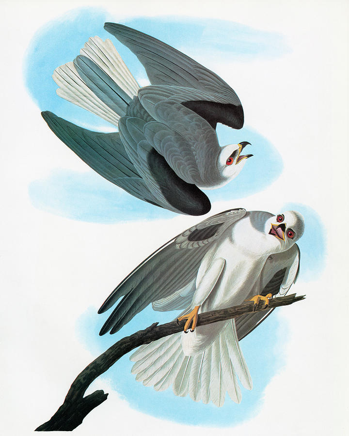 Feather Still Life Painting - Audubon Kite by Granger