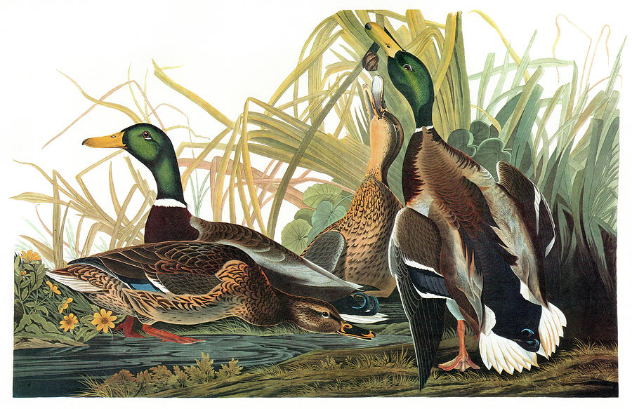 Audubon Mallard Painting by Granger - Fine Art America