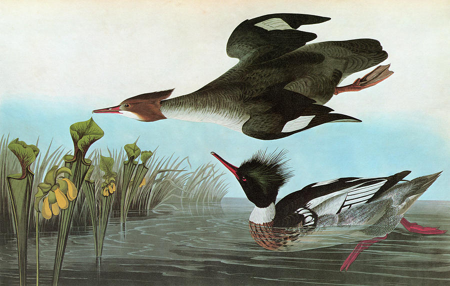 Audubon Merganser Painting by Granger
