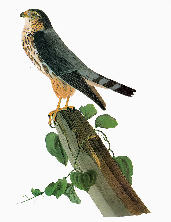 Audubon Merlin Drawing by John James Audubon