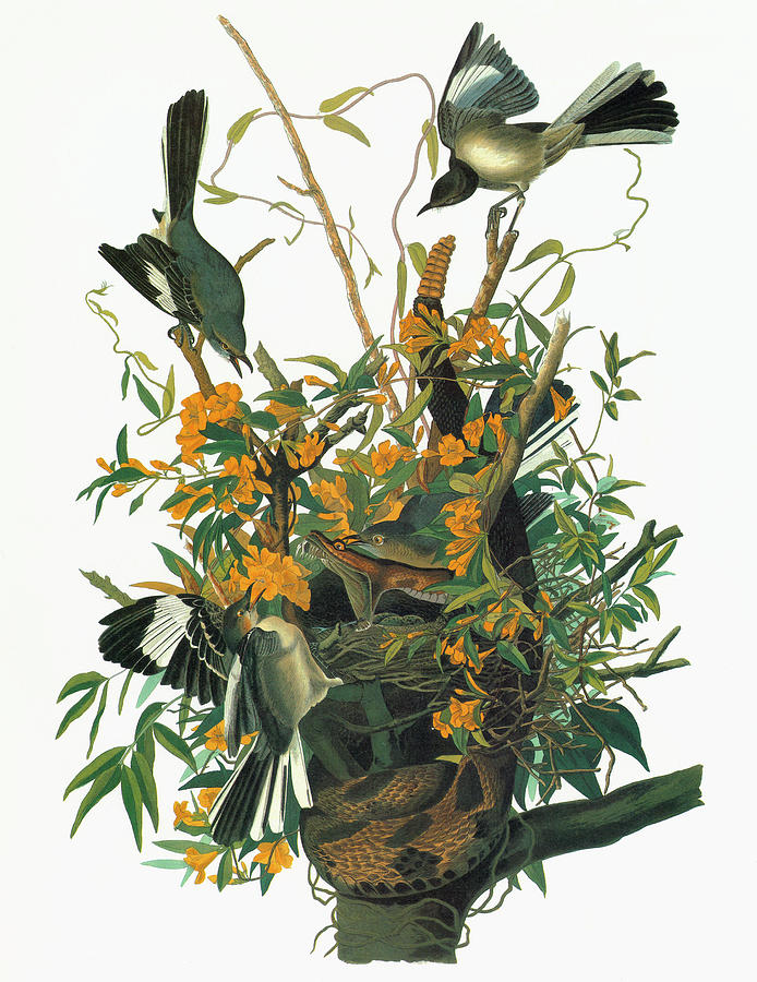 Audubon Mockingbird Painting by Granger