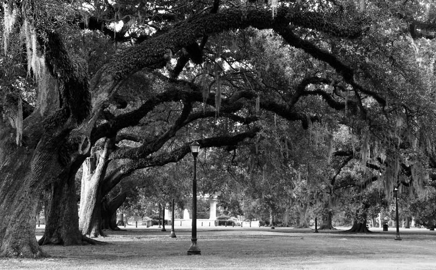 New Orleans Photograph - Audubon Park Oaks by Susie Hoffpauir