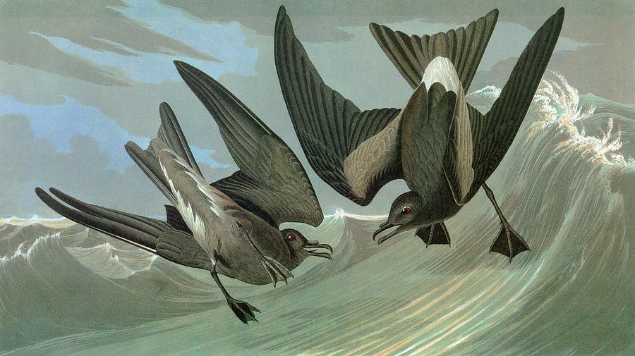Audubon Petrel Painting by Granger