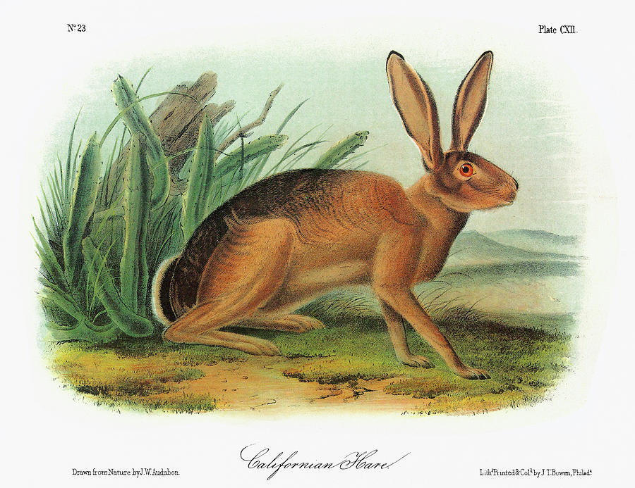 Desert Painting - Audubon Rabbit by Granger