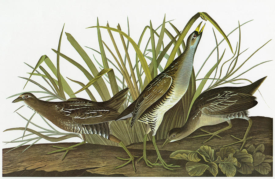 Audubon Sora Painting by Granger Audubon Sora Painting by Granger