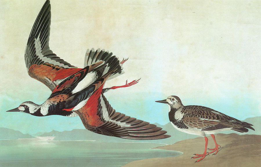Audubon Turnstone Painting by Granger