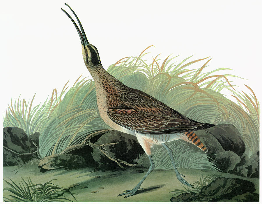 Audubon Whimbrel Painting by Granger