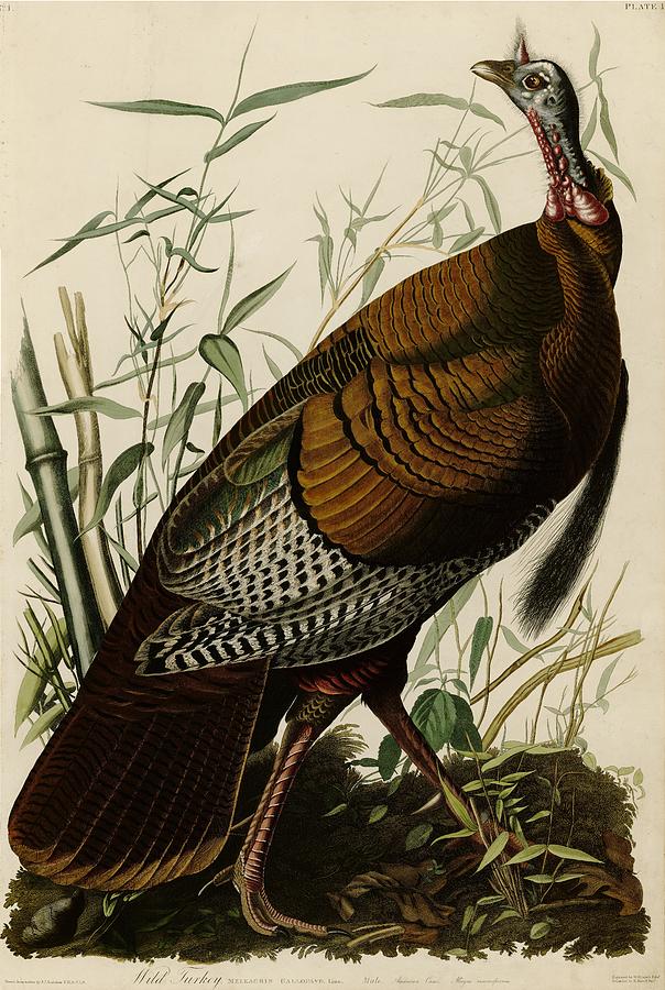 Audubon Wild Turkey Plate1 Painting by John James Audubon