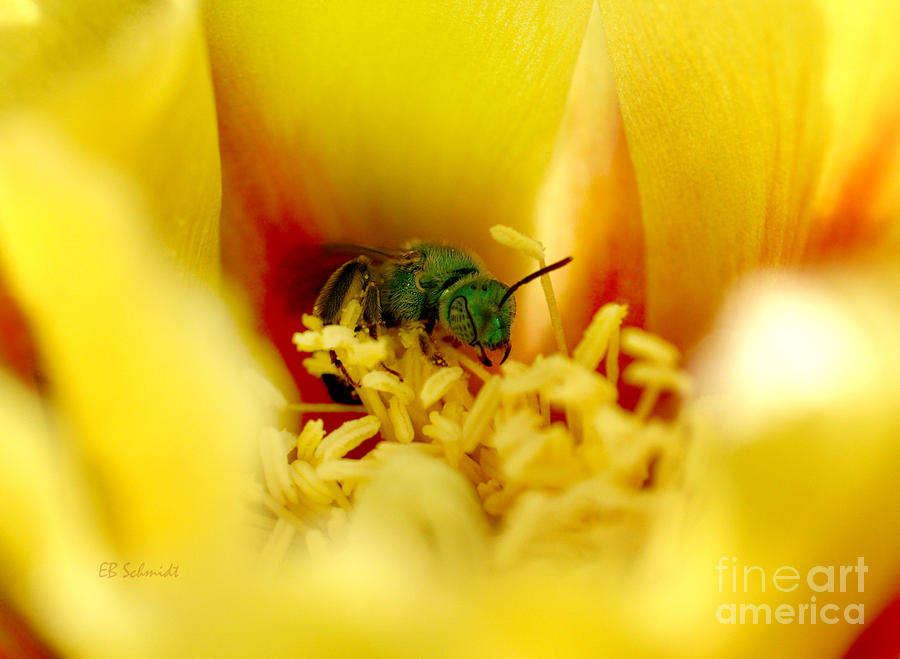 Augochlora Sweat Bee Photograph by E B Schmidt