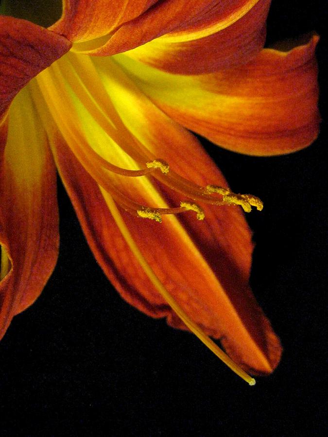 Flower Photograph - August Flame Glory by Carolyn Jacob