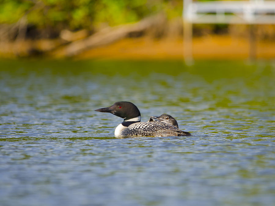 August Loon And Offspring Photograph