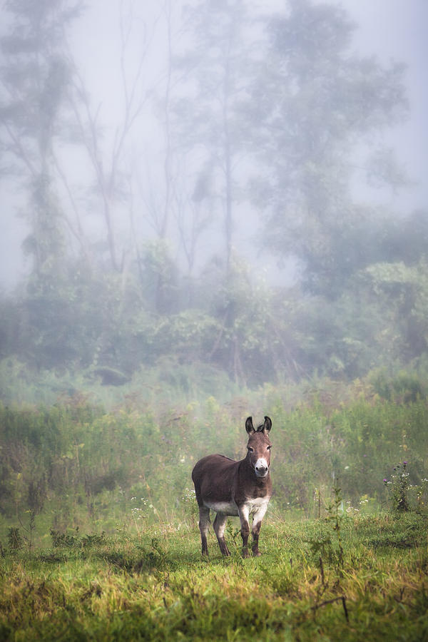 August morning - Donkey in the field. Photograph by Gary Heller