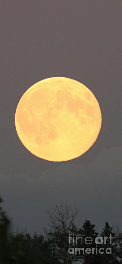Tree Photograph - August Super Moon by Leanne Matson