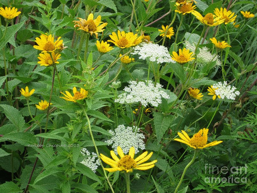 August Wildflowers Photograph by Kathie Chicoine