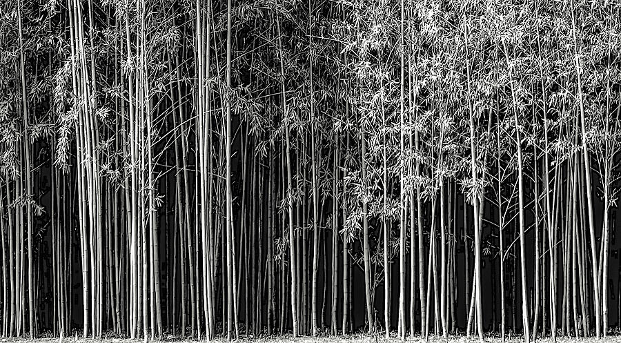 Augusta Bamboo Photograph by Michael Carter - Fine Art America